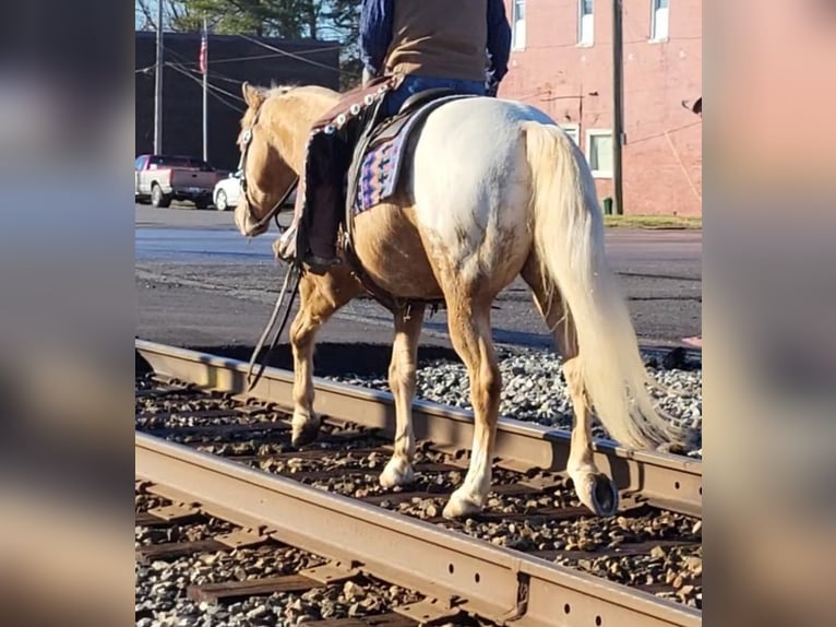 Appaloosa Gelding 12 years 14,3 hh Palomino in Woodstock IL