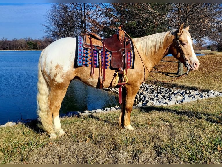 Appaloosa Gelding 12 years 14,3 hh Palomino in Woodstock IL