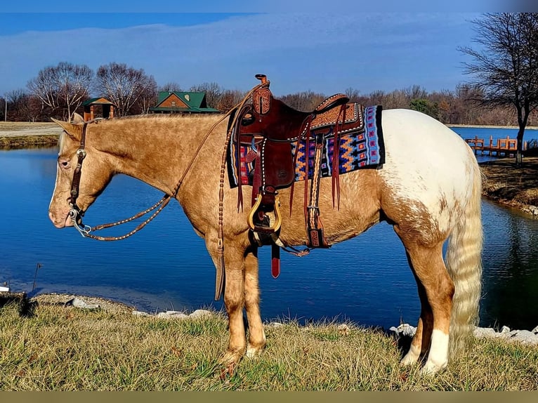 Appaloosa Gelding 12 years 14,3 hh Palomino in Woodstock IL