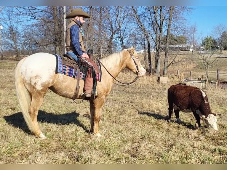 Appaloosa Gelding 12 years 14,3 hh Palomino in Woodstock IL