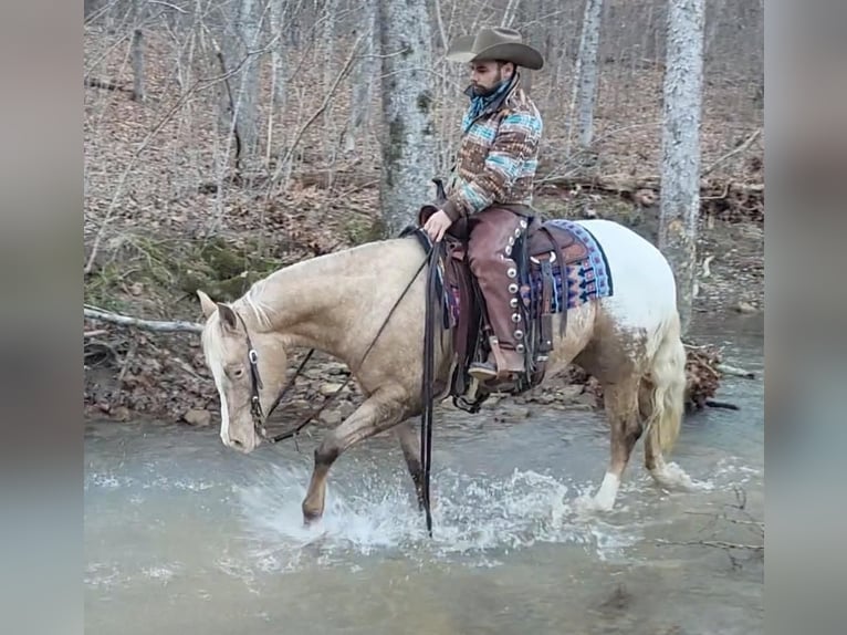 Appaloosa Gelding 12 years 14,3 hh Palomino in Woodstock IL