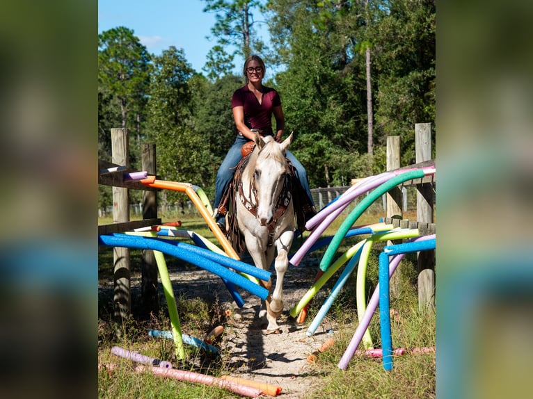 Appaloosa Gelding 9 years 15,1 hh Palomino in Ocala