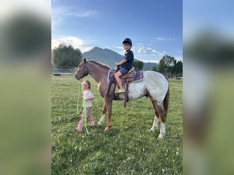 Appaloosa Gelding 9 years 15,2 hh Chestnut in Baxter Springs