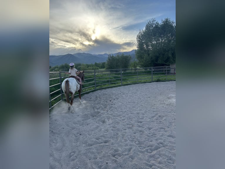 Appaloosa Gelding 9 years 15,2 hh Chestnut in Baxter Springs