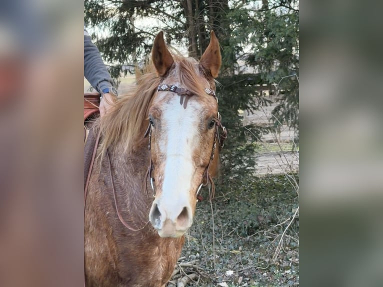 Appaloosa Gelding 9 years 15,2 hh  in Sonnberg