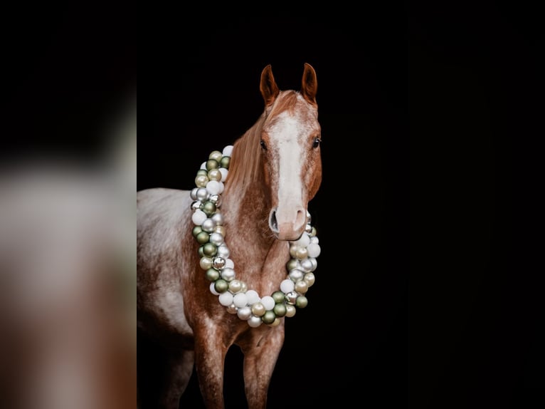 Appaloosa Gelding 9 years 15,2 hh  in Sonnberg