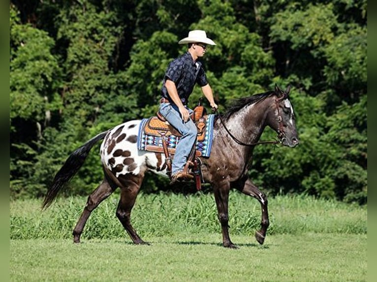 Appaloosa Gelding 9 years 16 hh Black in Mount Vernon, KY