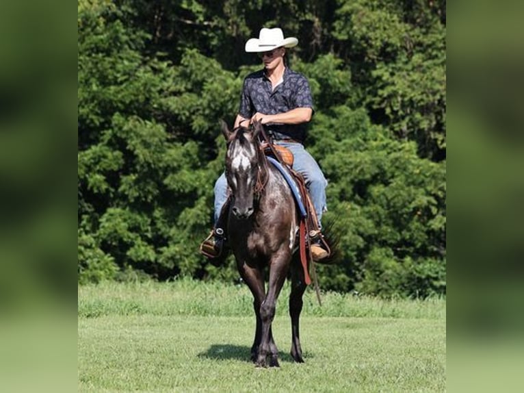 Appaloosa Gelding 9 years 16 hh Black in Mount Vernon, KY