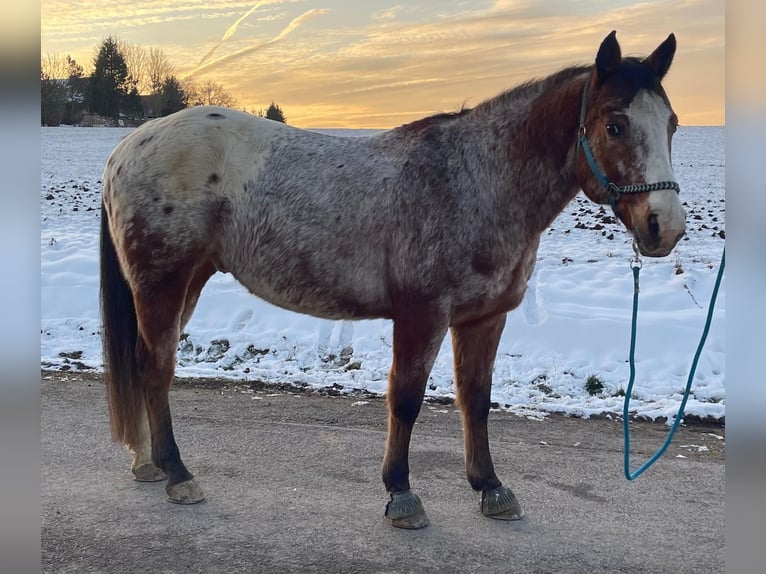 Appaloosa Gelding 9 years 16 hh Overo-all-colors in Oßmannstedt