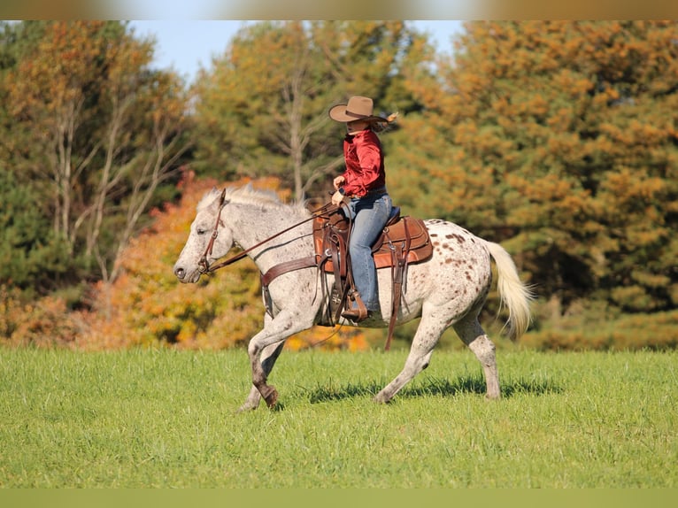 Appaloosa Gelding 9 years Chestnut in Clarion
