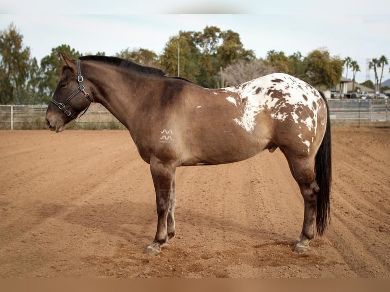 Appaloosa – Homestead on the Range