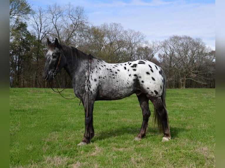 Appaloosa Mix Gelding 9 years Roan-Blue in Watson, OK