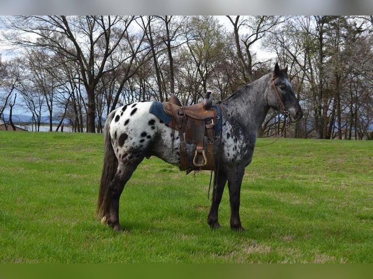 Appaloosa Mix Gelding 9 years Roan-Blue in Watson, OK