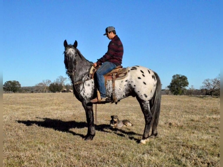 Appaloosa Mix Gelding 9 years Roan-Blue in Watson, OK