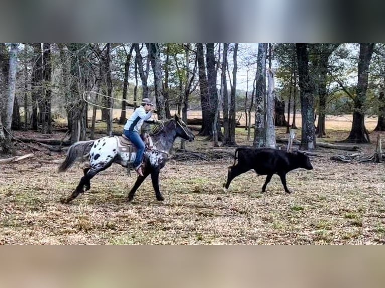 Appaloosa Mix Gelding 9 years Roan-Blue in Watson, OK