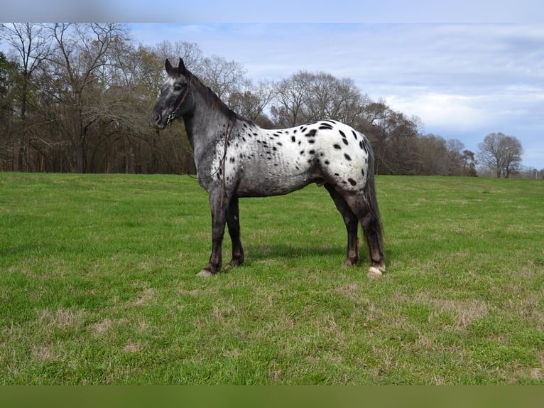 Appaloosa Mix Gelding 9 years Roan-Blue in Watson, OK