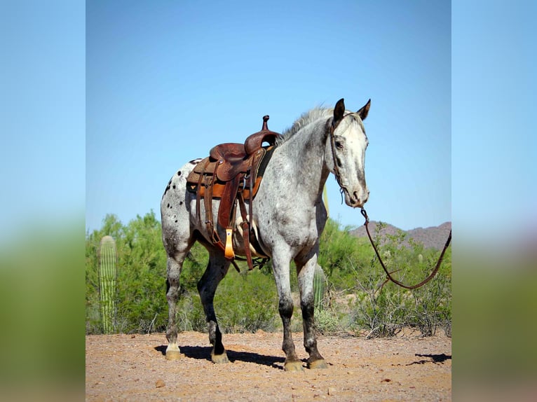 Appaloosa Gelding 9 years Roan-Blue in Marana, AZ