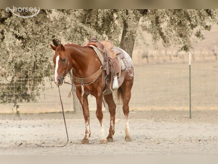 Appaloosa Gelding 9 years Sorrel in Tres Pinos