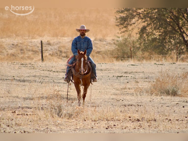Appaloosa Gelding 9 years Sorrel in Tres Pinos