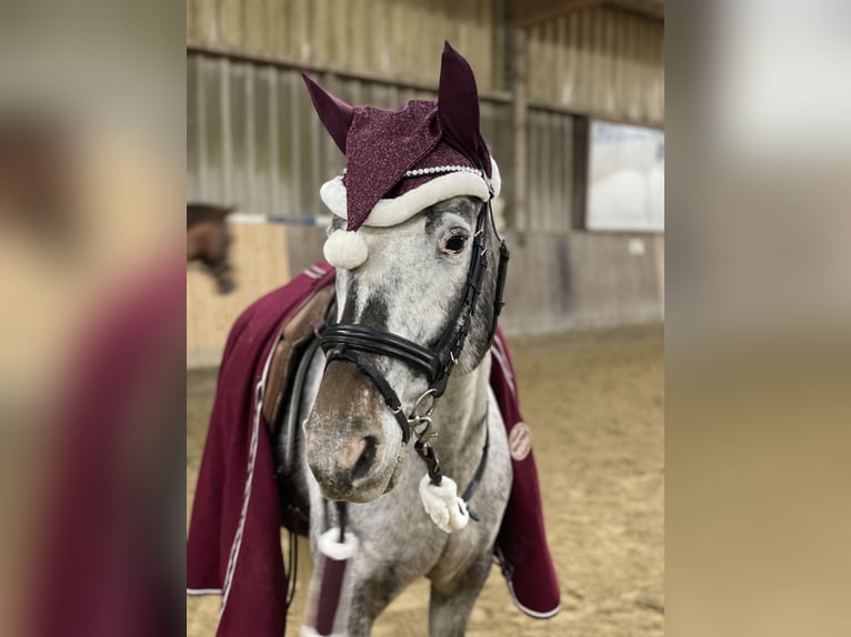 Appaloosa Giumenta 10 Anni 145 cm Grigio in Nordheim