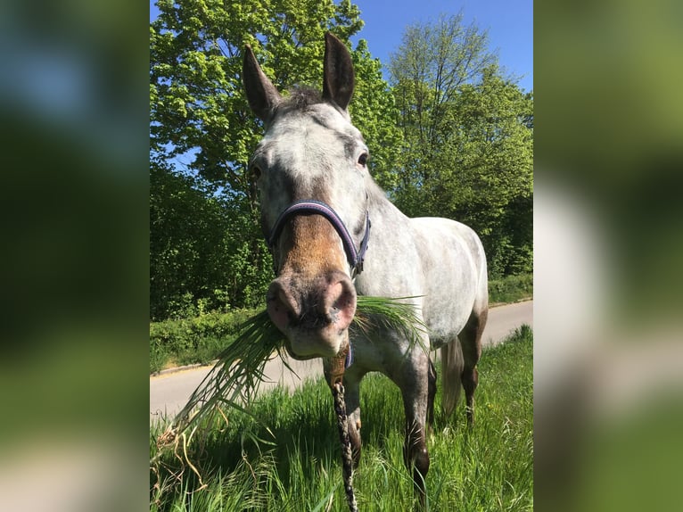 Appaloosa Giumenta 10 Anni 145 cm Grigio in Nordheim