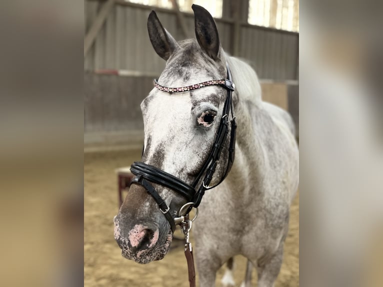 Appaloosa Giumenta 10 Anni 145 cm Grigio in Nordheim