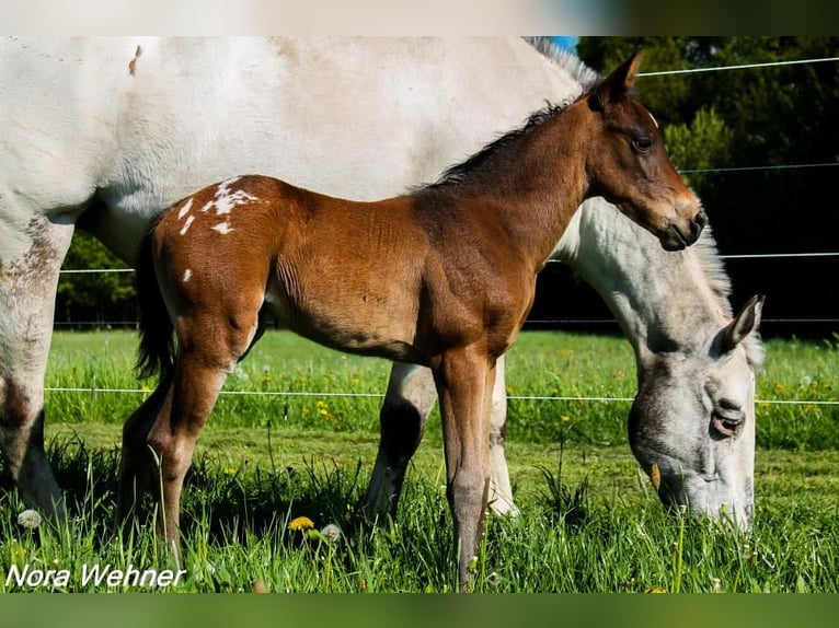 Appaloosa Giumenta 10 Anni 148 cm Leopard in Müglitztal