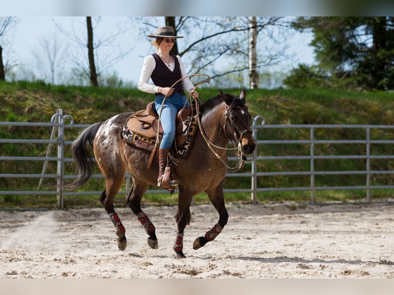 Appaloosa Giumenta 10 Anni 148 cm Leopard in Müglitztal