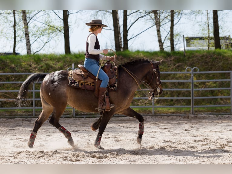 Appaloosa Giumenta 10 Anni 148 cm Leopard in Müglitztal