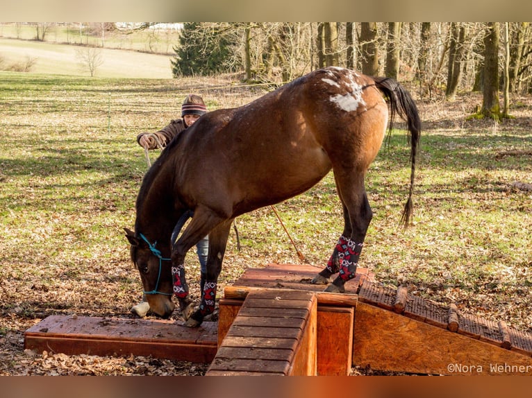 Appaloosa Giumenta 10 Anni 148 cm Leopard in Müglitztal