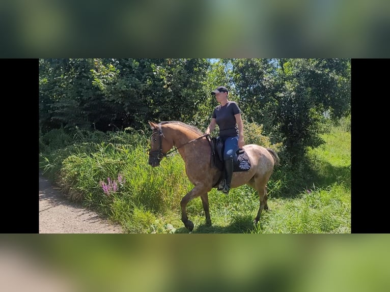 Appaloosa Mix Giumenta 10 Anni 155 cm in Lamprechtshausen