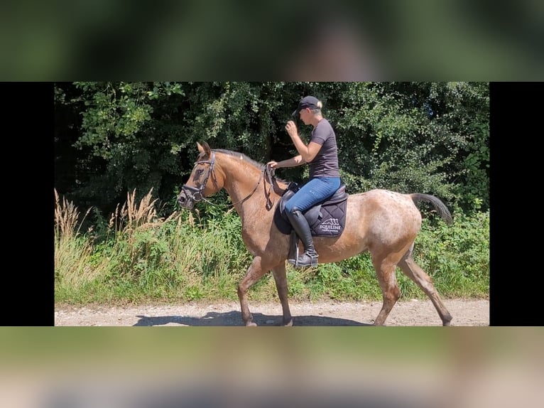 Appaloosa Mix Giumenta 10 Anni 155 cm in Lamprechtshausen