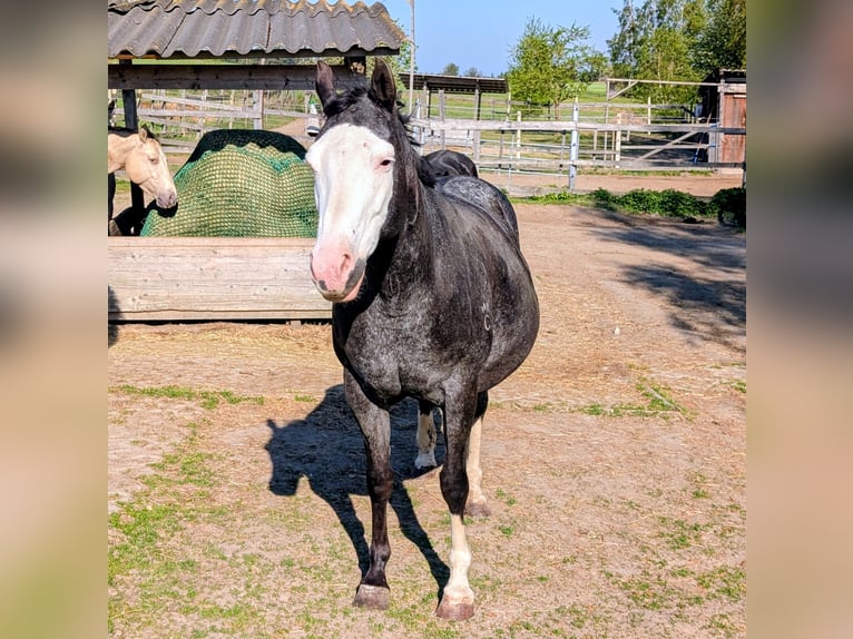 Appaloosa Giumenta 10 Anni 157 cm Morello in Brand