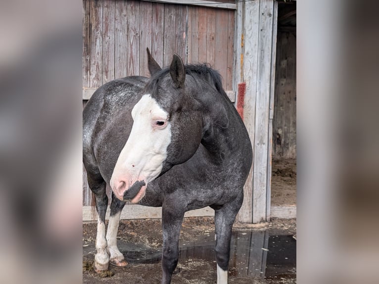 Appaloosa Giumenta 10 Anni 157 cm Morello in Brand
