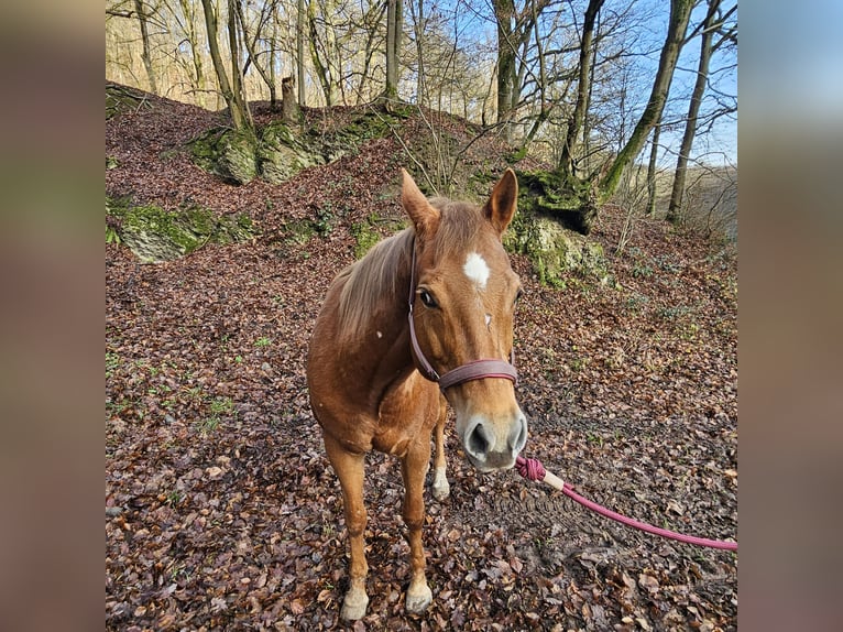 Appaloosa Giumenta 10 Anni 157 cm Sauro in Rhens