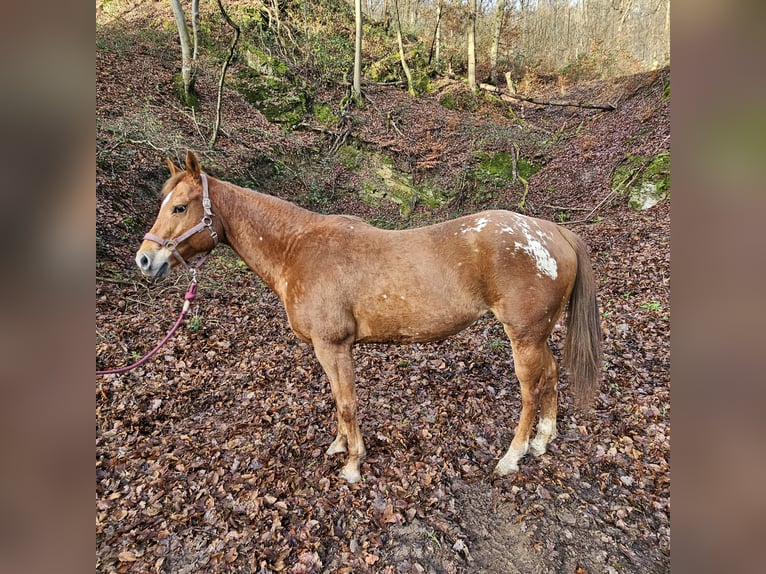 Appaloosa Giumenta 10 Anni 157 cm Sauro in Rhens