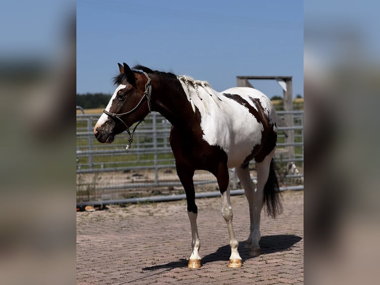 Appaloosa Mix Giumenta 10 Anni 160 cm Pezzato in Lichtenfels