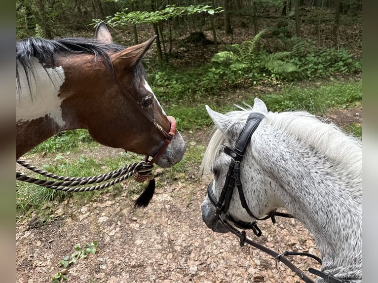 Appaloosa Mix Giumenta 10 Anni 160 cm Pezzato in Lichtenfels