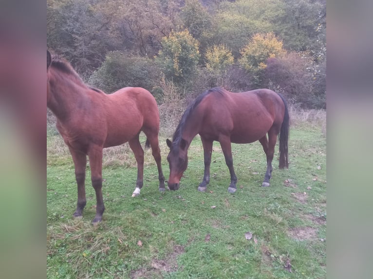 Appaloosa Giumenta 11 Anni 150 cm Baio scuro in Adenau