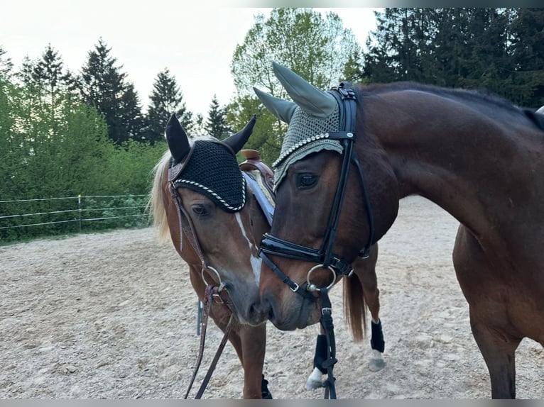 Appaloosa Giumenta 11 Anni 150 cm Sauro in Rettenbach