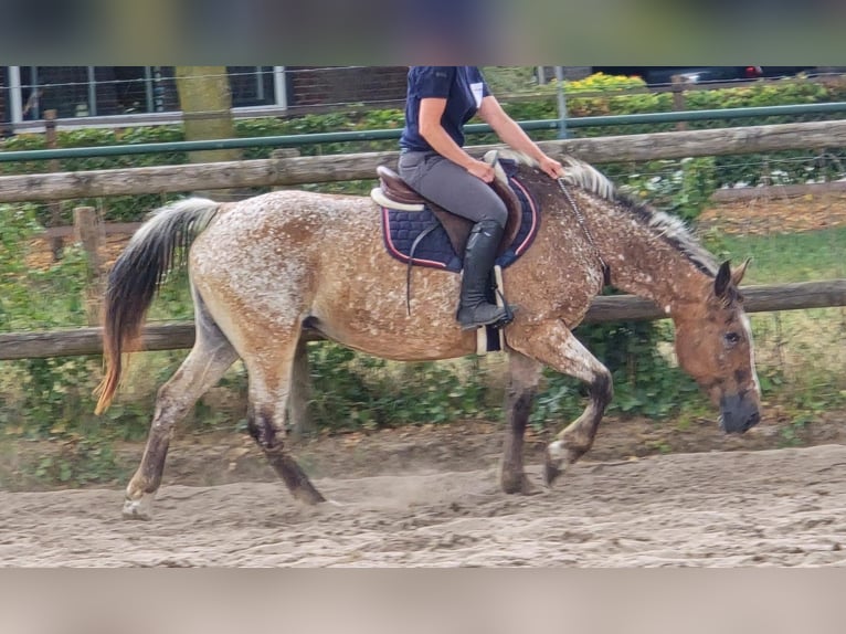 Appaloosa Giumenta 11 Anni 154 cm in Someren