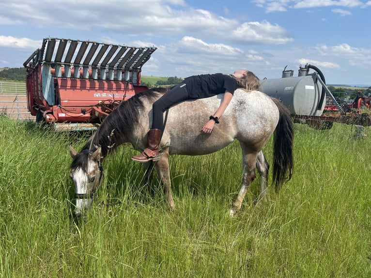 Appaloosa Giumenta 11 Anni 155 cm Può diventare grigio in GöppingenGöppingen