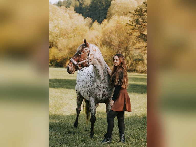 Appaloosa Giumenta 11 Anni 156 cm Leopard in Flörsbachtal