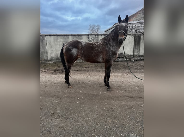 Appaloosa Giumenta 11 Anni 158 cm Baio roano in Hof am Leithaberge