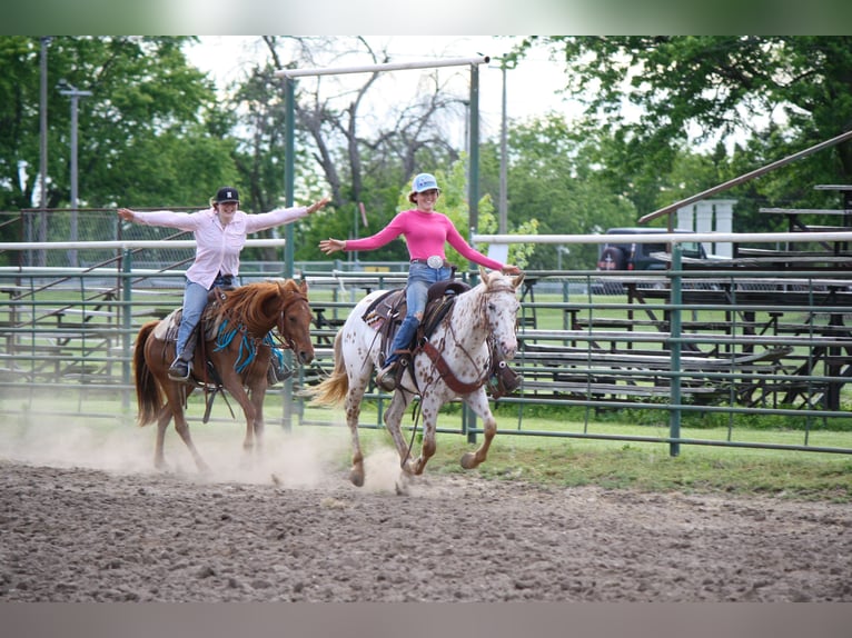Appaloosa Giumenta 11 Anni Leopard in Atlanta