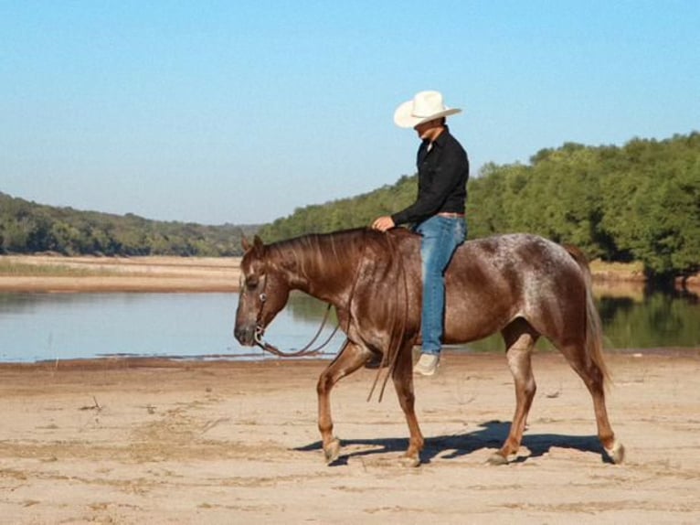 Appaloosa Giumenta 12 Anni 150 cm Roano rosso in Gainesville, TX