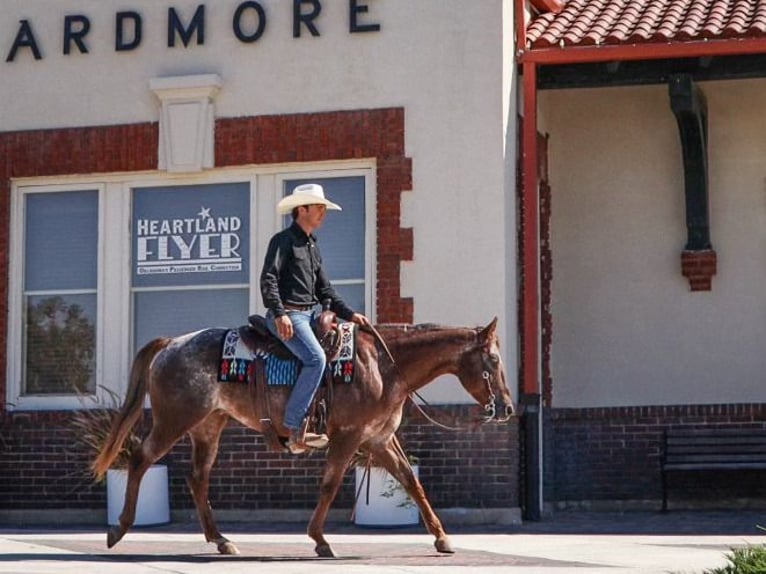 Appaloosa Giumenta 12 Anni 150 cm Roano rosso in Gainesville, TX