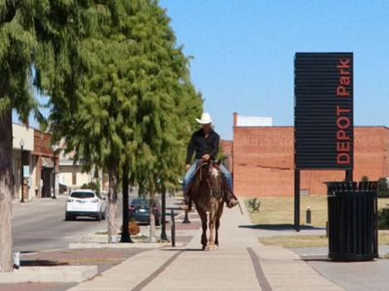 Appaloosa Giumenta 12 Anni 150 cm Roano rosso in Gainesville, TX