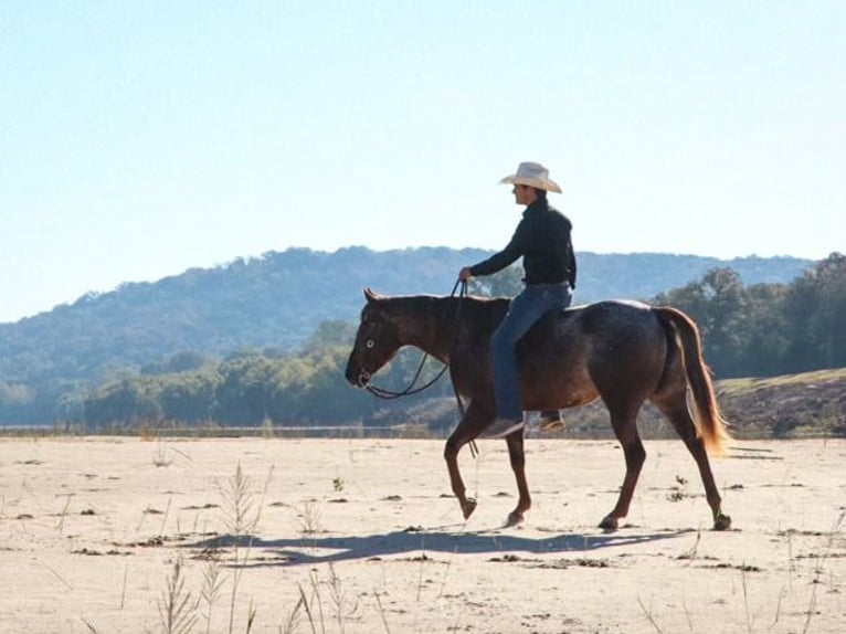 Appaloosa Giumenta 12 Anni 150 cm Roano rosso in Gainesville, TX