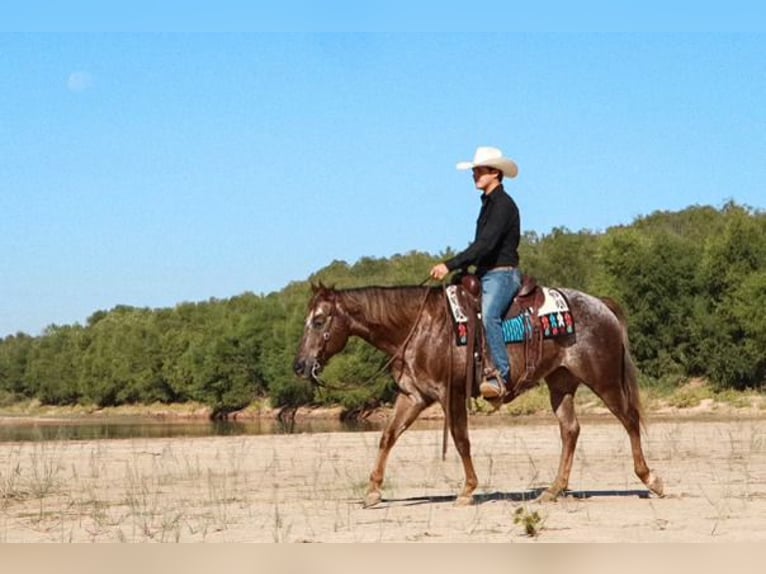 Appaloosa Giumenta 12 Anni 150 cm Roano rosso in Gainesville, TX